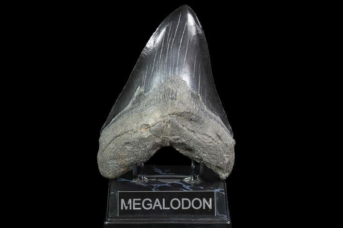 Serrated, Fossil Megalodon Tooth - Monster Meg Tooth #86063